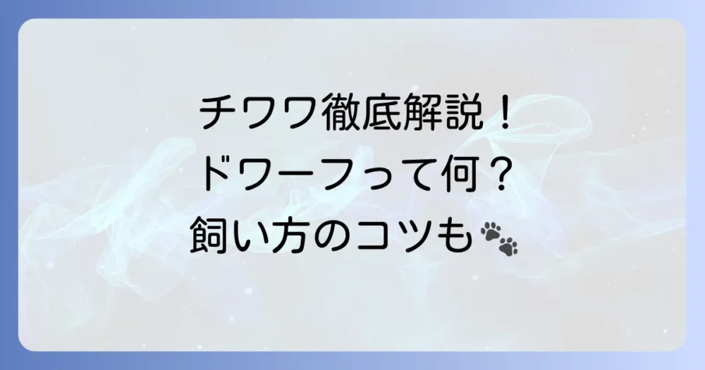 チワワのドワーフタイプとは?特徴から飼い方のコツまで徹底解説