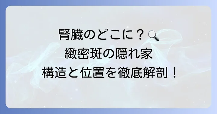 緻密斑の基本的な構造と腎臓内での位置
