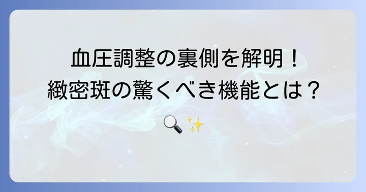緻密斑の主要な機能と血圧調整の仕組み