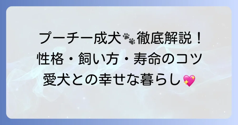 プーチー成犬の性格や飼い方、寿命まで徹底解説！愛犬との幸せな暮らし