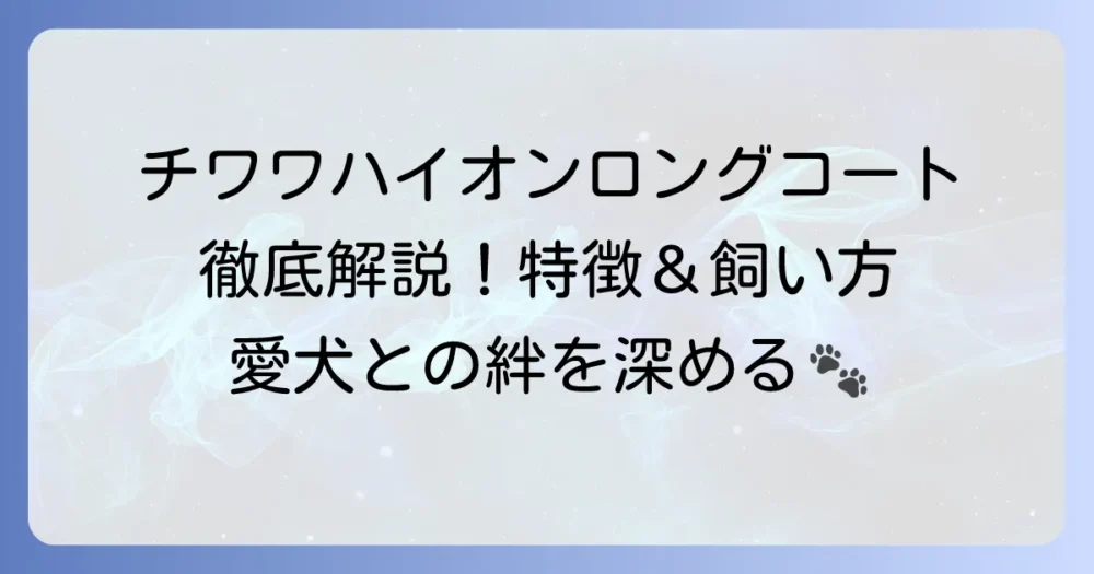 チワワのハイオンロングコートの全て！特徴から飼い方まで徹底解説