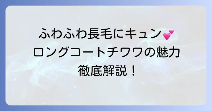 豊かな被毛が魅力！ロングコートチワワの基本情報