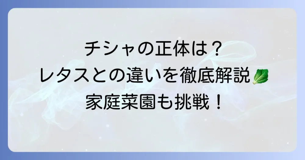 チシャという野菜の正体とは？レタスやサンチュとの違いから栽培方法まで徹底解説