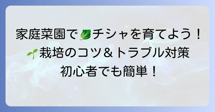 家庭菜園でチシャを育てよう！栽培の進め方とトラブル対策
