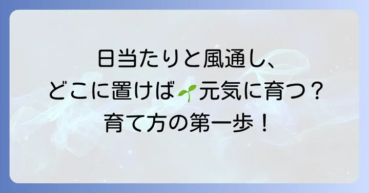 チロリアンデージーの育て方：準備と環境