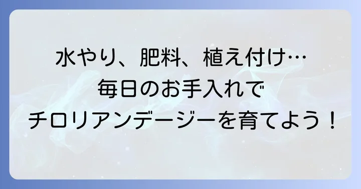 チロリアンデージーの育て方：日々の管理