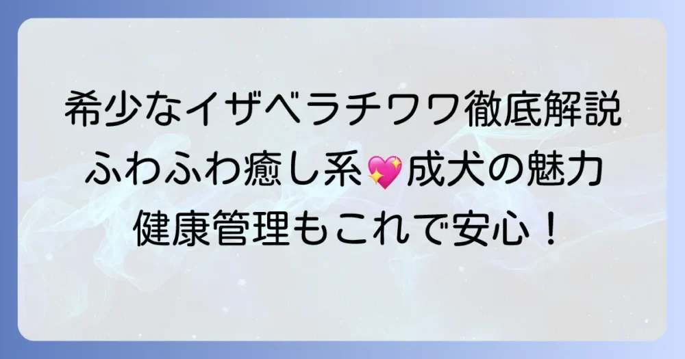 チワワイザベラ成犬の魅力と飼い方｜希少な毛色の特徴から健康管理までを徹底解説