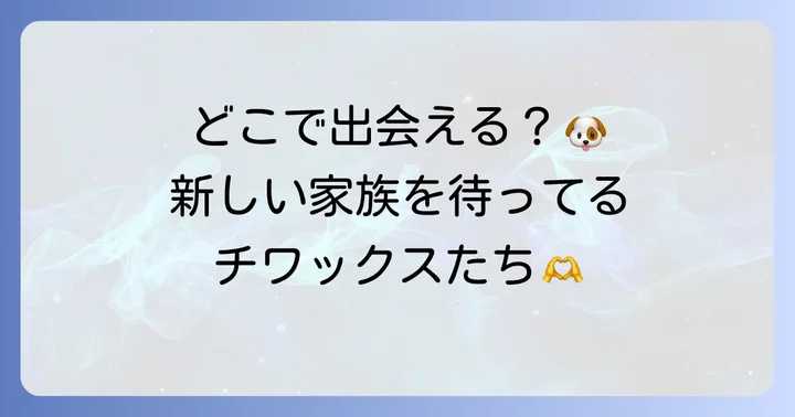 どこで「売れ残り」のチワックスと出会える？