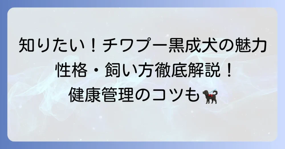 チワプー黒成犬の魅力と飼い方：性格やサイズ、健康管理のコツを徹底解説