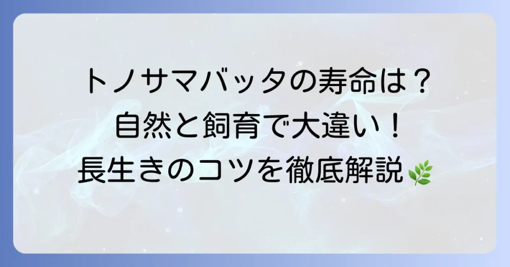 トノサマバッタの寿命はどれくらい？飼育下と自然下での違いや長生きさせるためのコツを徹底解説