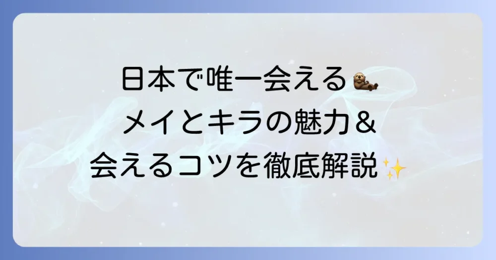 鳥羽水族館のラッコ歴代アイドルと現在！メイとキラの魅力や飼育の歴史を徹底解説