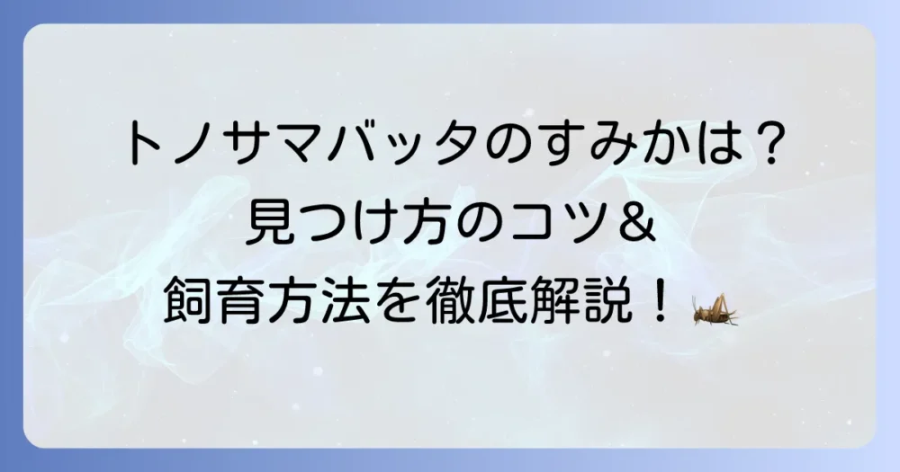 トノサマバッタのすみかはどこにある？生息環境と飼育のポイントを徹底解説