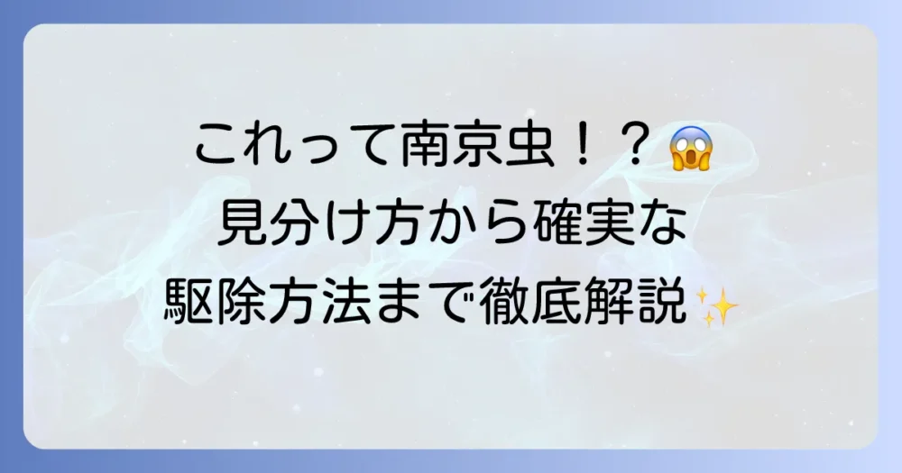 南京虫の大きさはどのくらい？見分け方から効果的な駆除方法までを徹底解説