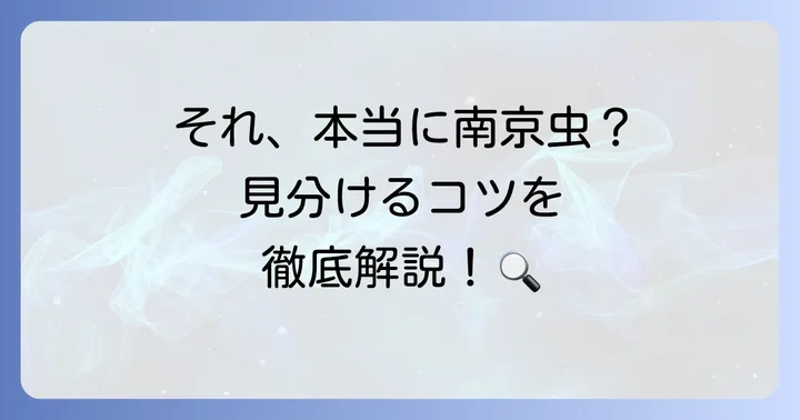 南京虫の見た目の特徴と他の虫との見分け方