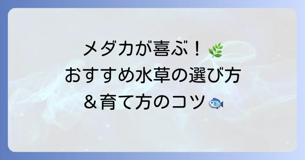 杜若園芸が提案する、メダカが喜ぶ水草の選び方と育て方を徹底解説