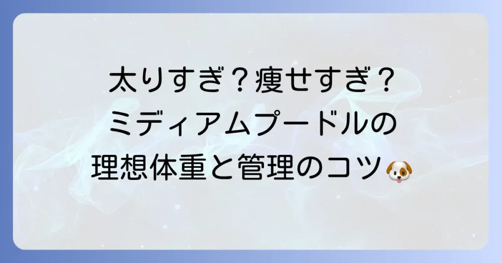 ミディアムプードルの理想体重と健康的な体重管理の徹底解説
