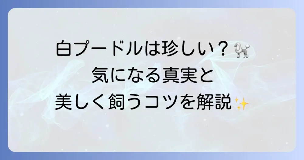 トイプードルの白は本当に珍しい？魅力と飼い方のすべてを徹底解説