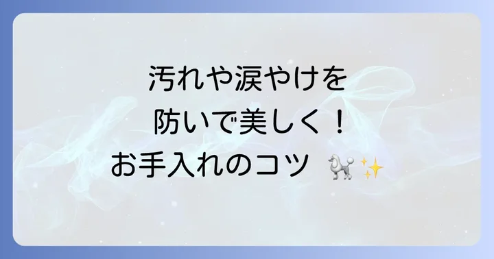 白いトイプードルを飼う上での注意点とコツ