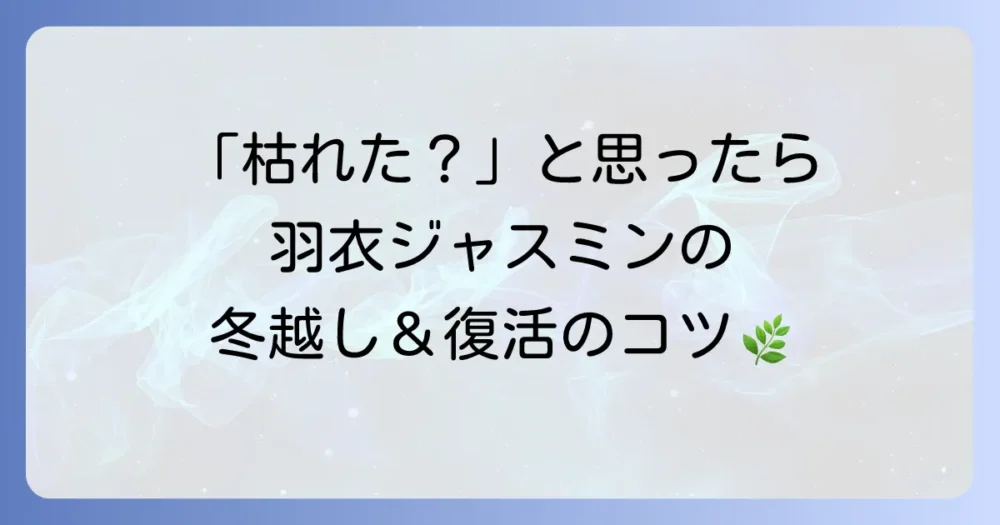 羽衣ジャスミンが冬に枯れる原因と復活・冬越し対策を徹底解説