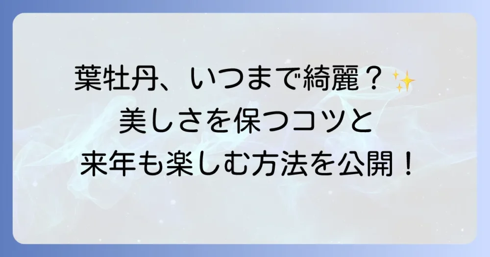 葉牡丹はいつまで楽しめる？長く美しさを保つためのコツと春以降の管理方法