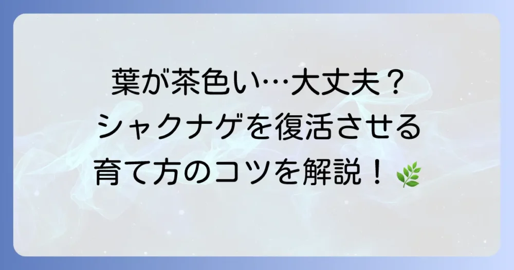 シャクナゲの葉が茶色くなる原因と復活方法を徹底解説！元気な葉を取り戻すための育て方