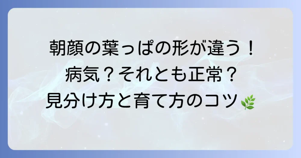 朝顔の葉っぱの形が違うのはなぜ？正常な変化とトラブルの原因を徹底解説